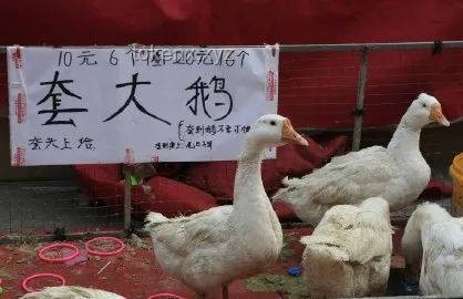 动物园管理应急响应指南：高效处理灰鹤被抢食事件